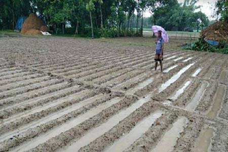 বৃষ্টিতে রবি শস্যের ব্যাপক ক্ষতি