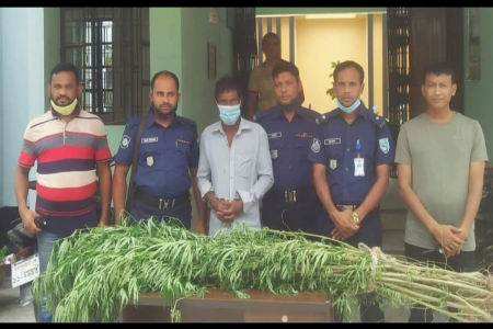 পঞ্চগড়ে সবজির সাথে গাঁজা চাষ, চাষী আটক