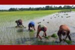 ‎পাইকগাছায় আমন ধান রোপণে ব্যস্ত সময় পার করছেন কৃষকরা 