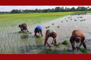 ‎পাইকগাছায় আমন ধান রোপণে ব্যস্ত সময় পার করছেন কৃষকরা 