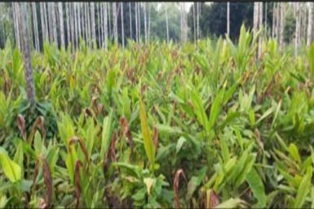 হলুদের বাম্পার ফলন 