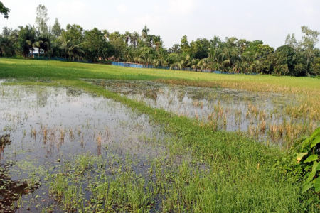 রাণীনগরে মাঠের পানি নিষ্কাশনের পথ বন্ধ হওয়ায় জলাবদ্ধতা হুমকির মুখে বসতি