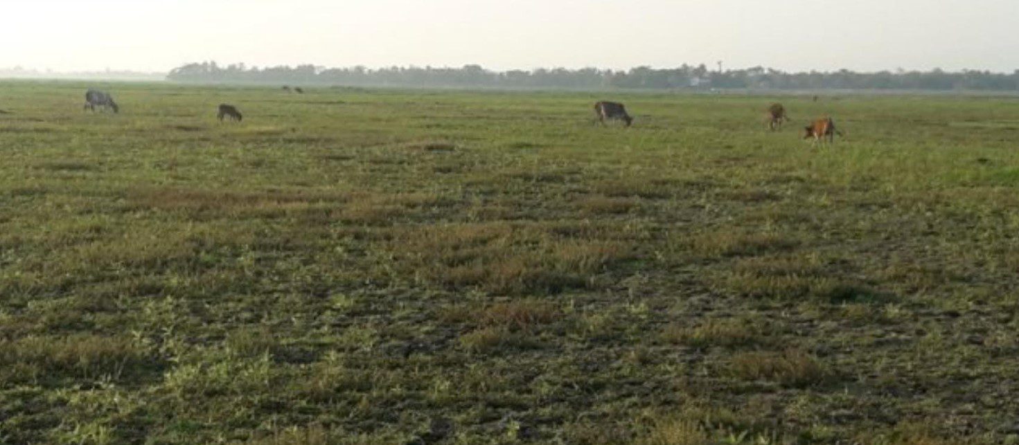 বৃষ্টির জন্য হাহাকার