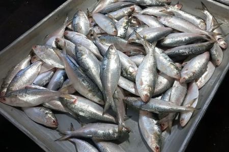 বাজার নেই দেশি মাছ, এক ইলিশের দাম তিন হাজার টাকা!