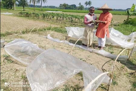 ফুলকপির বীজতলার চারা