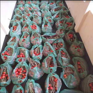 কুলাউড়া জয় চণ্ডীতে টি এস এস এর খাদ্য সহায়তা