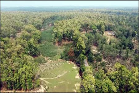 বৃক্ষ সংরক্ষণ অধ্যাদেশ