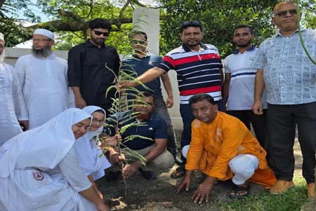 ফলদ গাছের চারা রোপণ