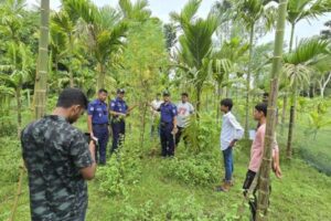 সুপারি বাগানের আড়ালে গাঁজা চাষ