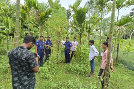 সুপারি বাগানের আড়ালে গাঁজা চাষ