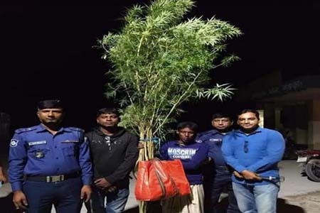 নন্দীগ্রামে গাঁজাগাছসহ যুবক আটক