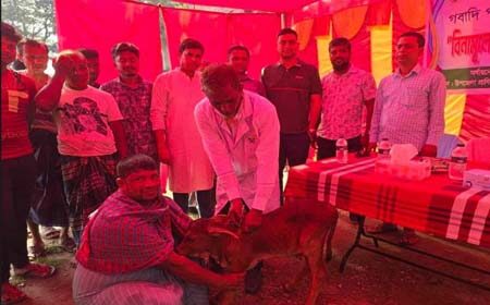 শার্শায় গবাদি পশুর এলএসডি রোগের