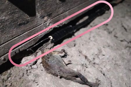 টয়লেটে বিদ্যুৎ সংযোগ দিয়ে প্রবাসীর স্ত্রীকে হত্যা চেস্টা