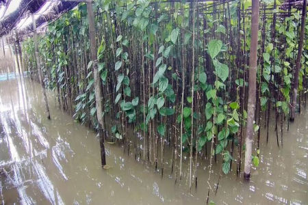 ঘূর্নিঝড় ইয়াসের প্রভাবে গৌরনদীর নিম্নাঞ্চল প্লাবিত