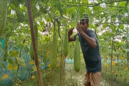 ফরিদপুরে লাউ চাষে শিক্ষার্থী আল আমিনের সাফল্য
