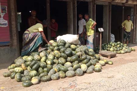 মধুখালীতে দাম ভালো হওয়ায় জমজমাট মিষ্টি কুমড়ার হাট