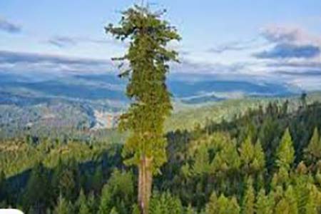 বিশ্বের সবচেয়ে লম্বা গাছ