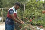 হরিণাকুন্ডুতে ছাদ বাগানের আনারে প্রবাস ফেরত যুবকের বাজিমাত