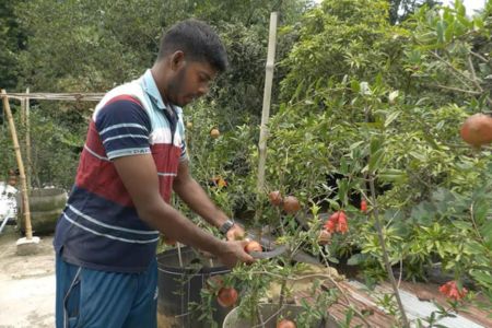হরিণাকুন্ডুতে ছাদ বাগানের আনারে প্রবাস ফেরত যুবকের বাজিমাত