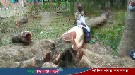 আড়াই লাখ টাকার গাছ কর্তন
