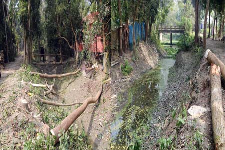কেটে নিয়ে যাচ্ছে সরকারি রাস্তার গাছ