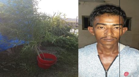 বাড়ির আঙ্গিনায় গাঁজা চাষ করে ধরা খেল যুবক