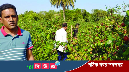 সালথায় ৬ একর জমিতে কুল চাষ করে সফল নাসিম মিয়া