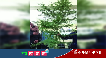 পঞ্চগড়ের বোদায় ২ কেজি ওজনের গাঁজার গাছ উদ্ধার