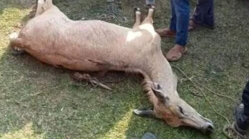 পঞ্চগড়ের সীমান্তে অসচেতনতায় প্রাণ গেল একটি হরিণের