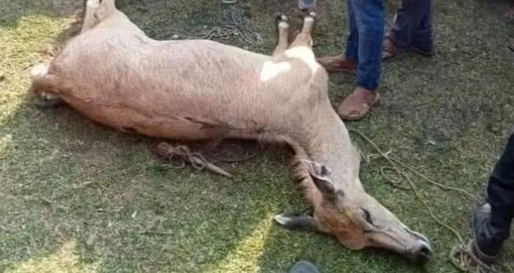 পঞ্চগড়ের সীমান্তে অসচেতনতায় প্রাণ গেল একটি হরিণের