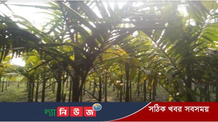 সুপারি চাষে আগ্রহ বাড়ছে কুড়িগ্রামে কৃষকের