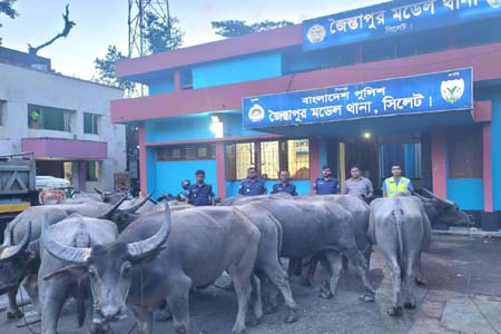 সিলেটে ভারতীয় গরু-মহিষ-চিনি জব্দ, গ্রেপ্তার ৪
