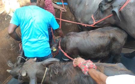 ভারত থেকে আমদানি