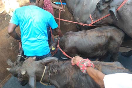 ভারত থেকে আমদানি
