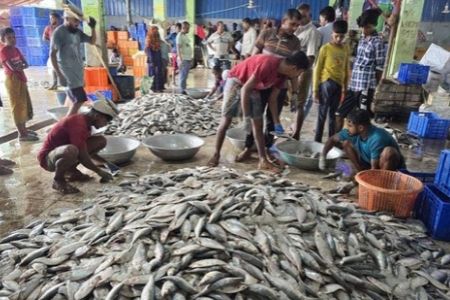 মধ্যরাত থেকে জাটকা আহরণে ৮ মাসের নিষেধাজ্ঞা, অমান্যে ৫ লাখ টাকা জরিমানা