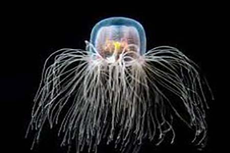 অমরত্বের স্বাদ দিতে জেলিফিশ
