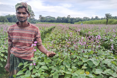 কালীগঞ্জে রুপভান শিম চাষে বাজিমাত কৃষক