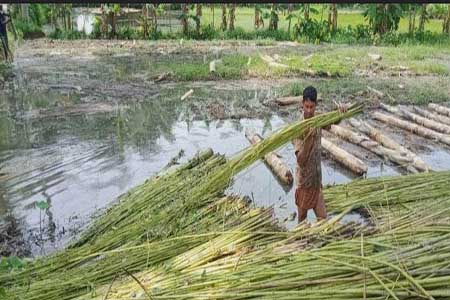 খালে, বিলে, পুকুরে পানি না থাকায় ক্ষেতের পাট এখন কৃষকের গলার কাঁটা