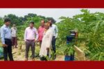 ঝিকরগাছায় রাতের আঁধারে কৃষকের এক বিঘা পেঁপে বাগান কেটে দিল দুর্বৃত্তরা