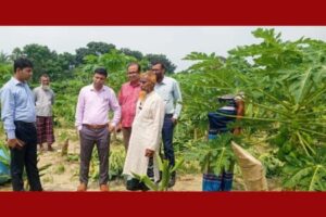 ঝিকরগাছায় রাতের আঁধারে কৃষকের এক বিঘা পেঁপে বাগান কেটে দিল দুর্বৃত্তরা