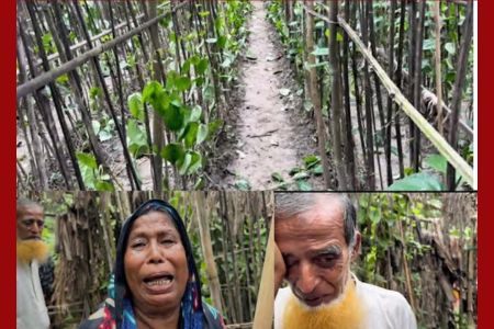 শত্রুতায় হেরেছে মানবতা এক অসহায় বৃদ্ধ দম্পতির আহাজারি থামছে না