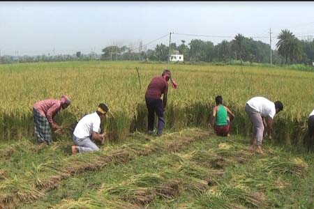 ঝিনাইদহে গরীব কৃষকের ২ বিঘা জমির ধান কেটে দিল স্বেচ্ছাসেবক লীগ