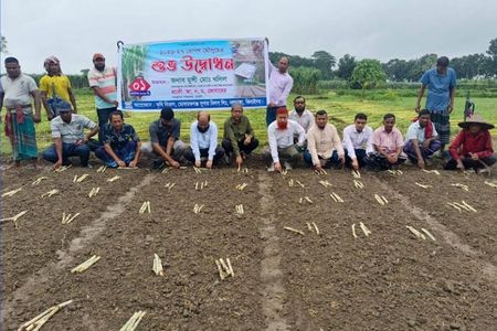 আখের মূল্য বৃদ্ধি, বাড়ছে আখচাষ, মোবারকগঞ্জ সুগার মিলে রোপন মৌসুমের উদ্বোধন