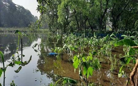 ৫’শ হেক্টর ফসল পানিতে নিমজ্জিত