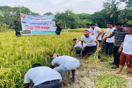 কৃষকের ধান কেটে বাড়িতে পৌঁছে দিল জেলা যুবলীগ