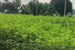 মধুখালীতে সোনালী আঁশে স্বপ্ন বুনছেন চাষীরা