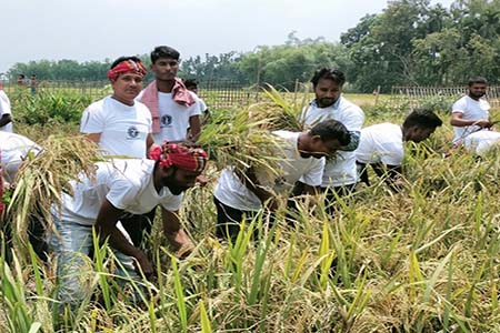 পাকা ধান কেটে বাড়িতে পৌঁছে দিল