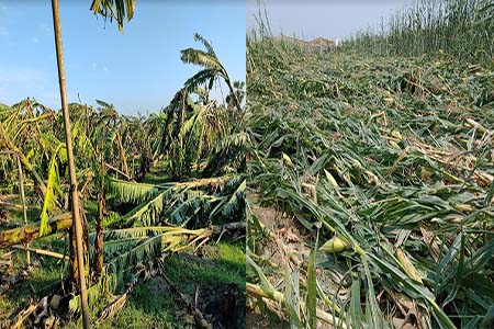 কৃষকের হাহাকার