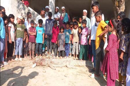 জেলেদের ফাঁদে কুমির