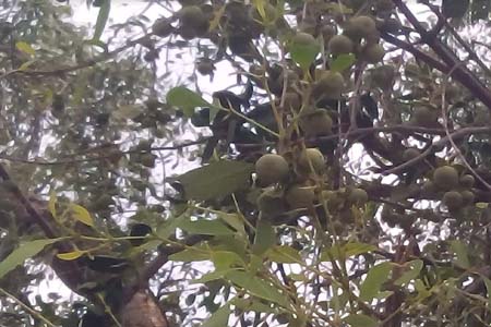 উপকূলীয় অঞ্চলে কেওড়ার বাম্পার ফলন